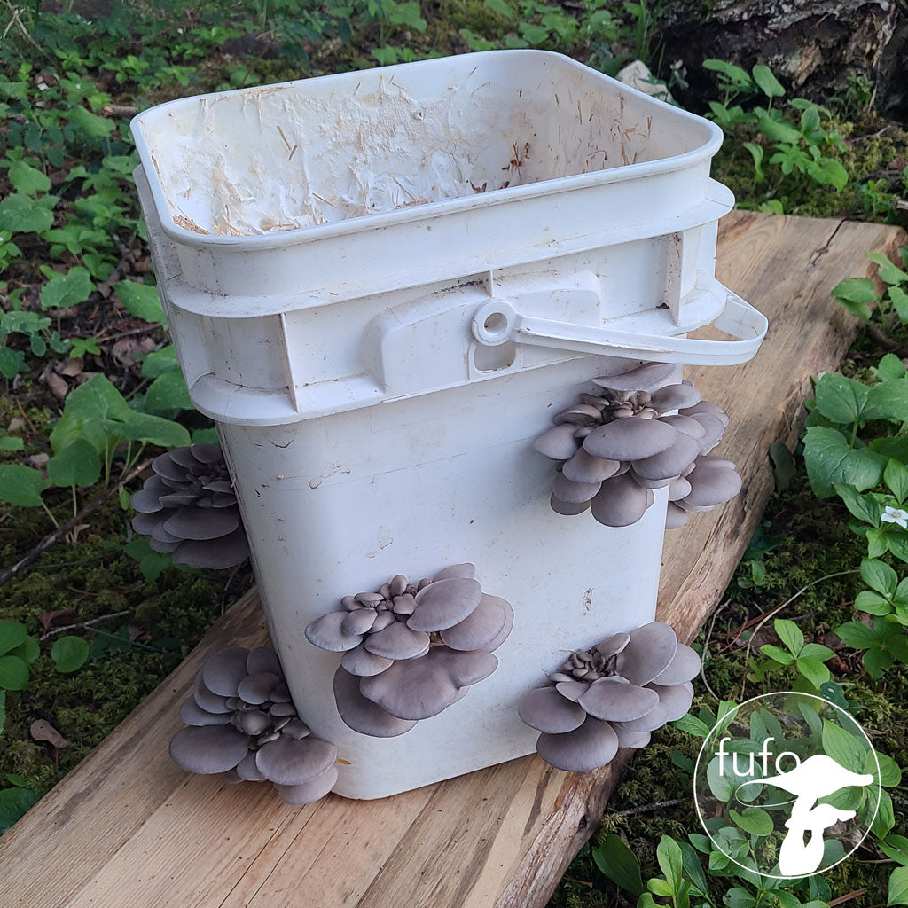 Workshop - In Person - 2023 September 9 (Saturday) 4 Hours - Growing edible mushrooms in your home
