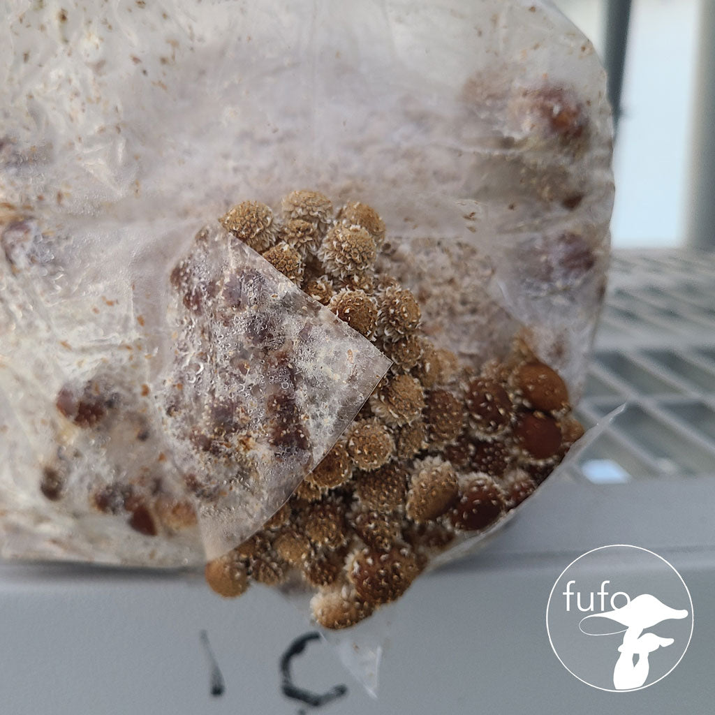 Grain Spawn - Chestnut (10 x 1kg) - Plastic Bag (Wholesale)