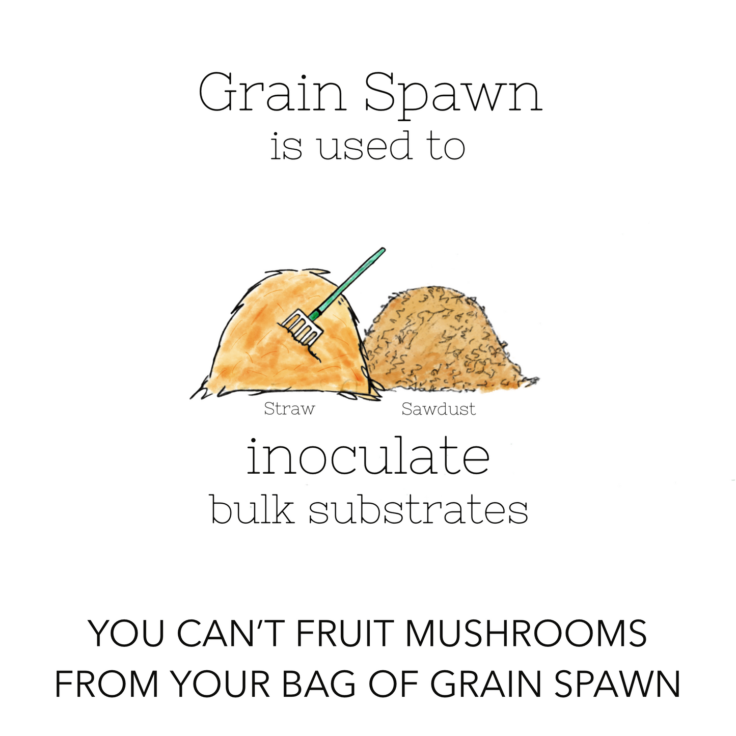 Grain Spawn - Chestnut (10 x 1kg) - Plastic Bag (Wholesale)