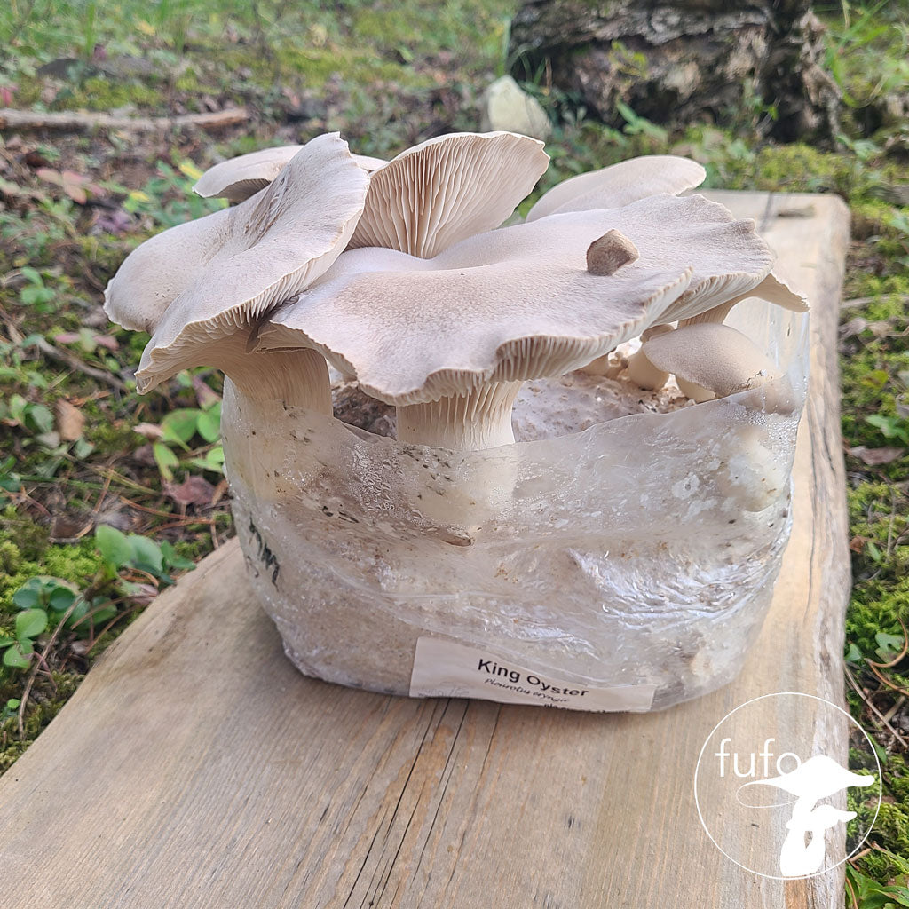 Grain Spawn - King Oyster (10 x 1kg) - Plastic Bag (Wholesale)