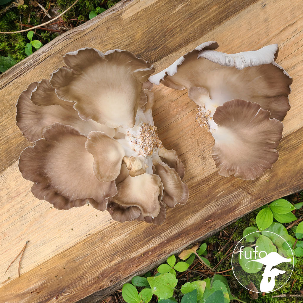 Grain Spawn - Phoenix Oyster (10 x 1kg) - Plastic Bag (Wholesale)