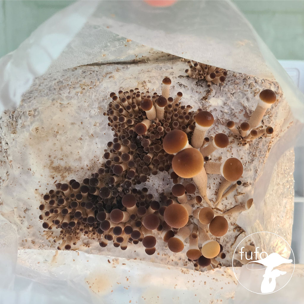 Grain Spawn - Willow Pioppino (1kg) - Plastic Bag