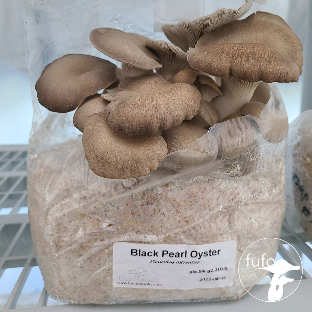 Grain Spawn - Black Pearl (1kg) - Plastic Bag