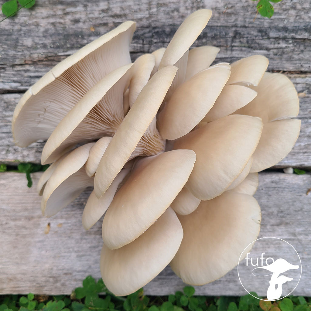 Grain Spawn - Garden Oyster (10 x 1kg) - Plastic Bag (Wholesale)