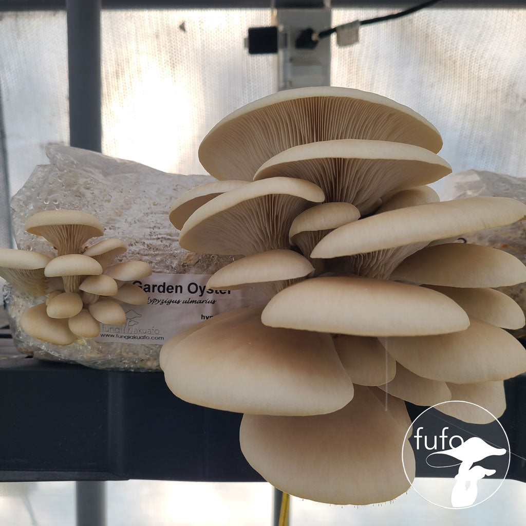 Grain Spawn - Garden Oyster (10 x 1kg) - Plastic Bag (Wholesale)