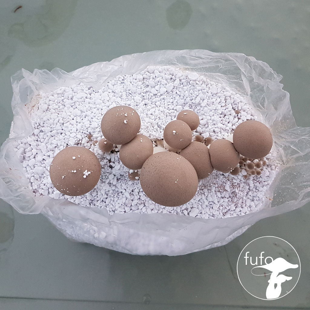 Grain Spawn - King Oyster (10 x 1kg) - Plastic Bag (Wholesale)