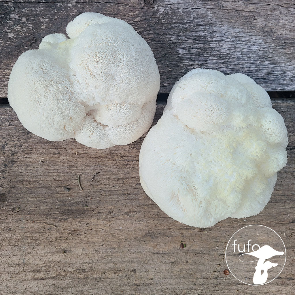 Grain Spawn - Lion's Mane (1kg) - Plastic Bag