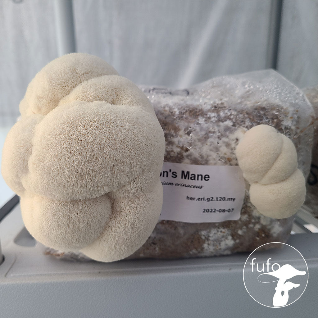 Grain Spawn - Lion's Mane (10 x 1kg) - Plastic Bag (Wholesale)