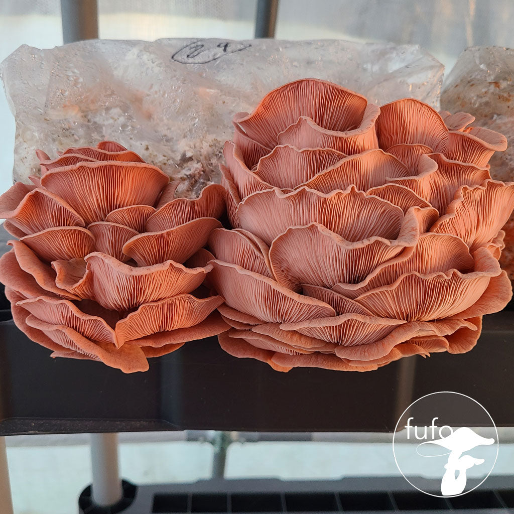 Grain Spawn - Pink Oyster (10 x 1kg) - Plastic Bag (Wholesale)