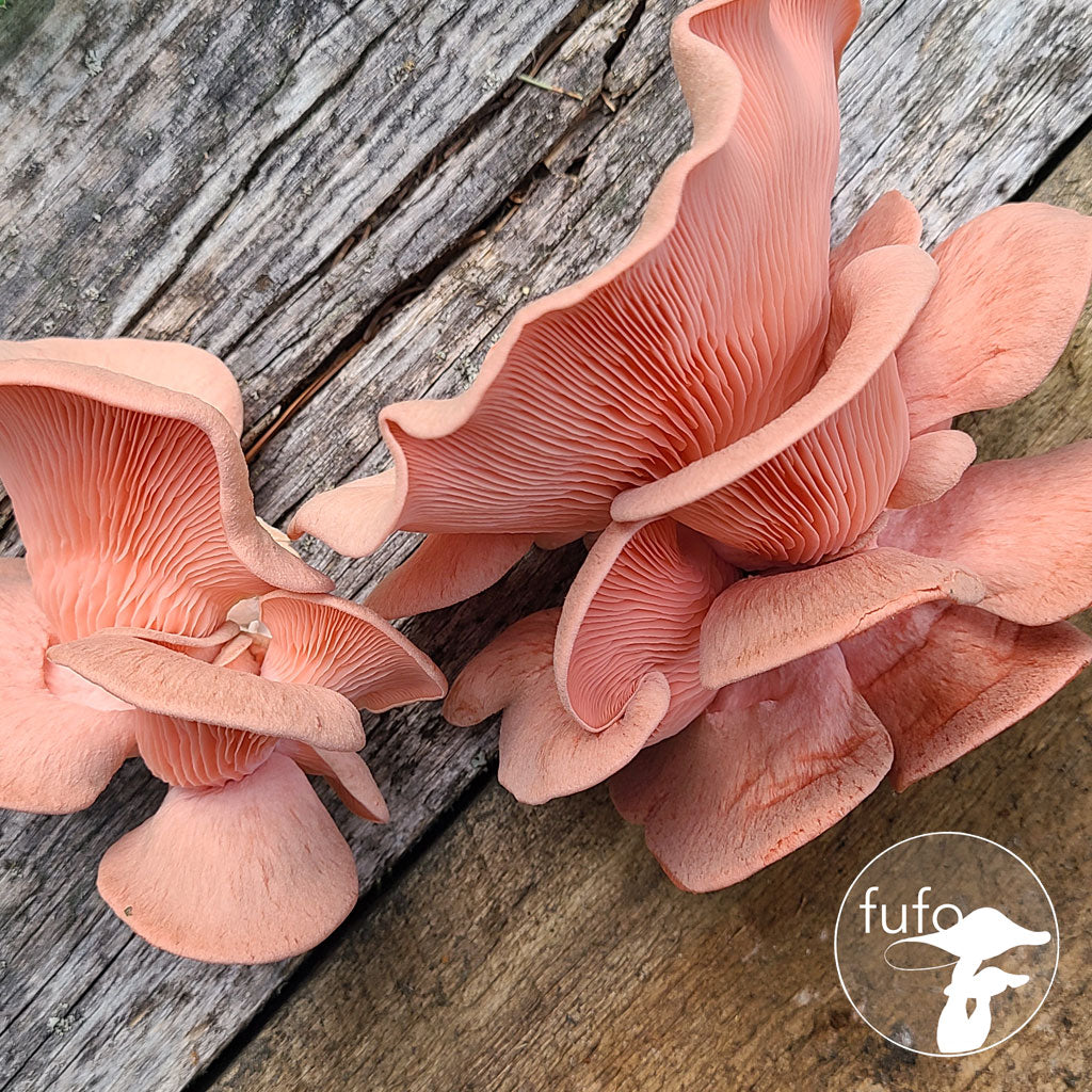 Grain Spawn - Pink Oyster (10 x 1kg) - Plastic Bag (Wholesale)