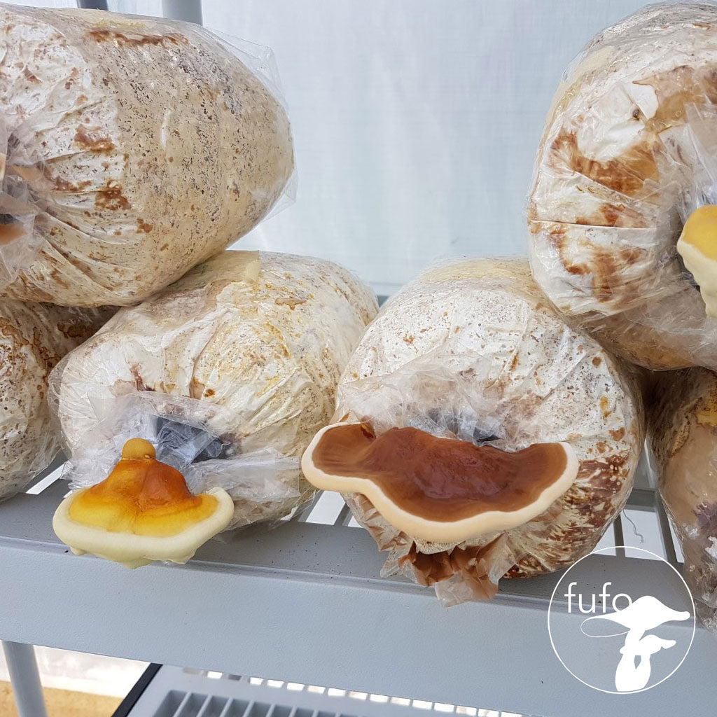Grain Spawn - Reishi (10 x 1kg) - Plastic Bag (Wholesale)