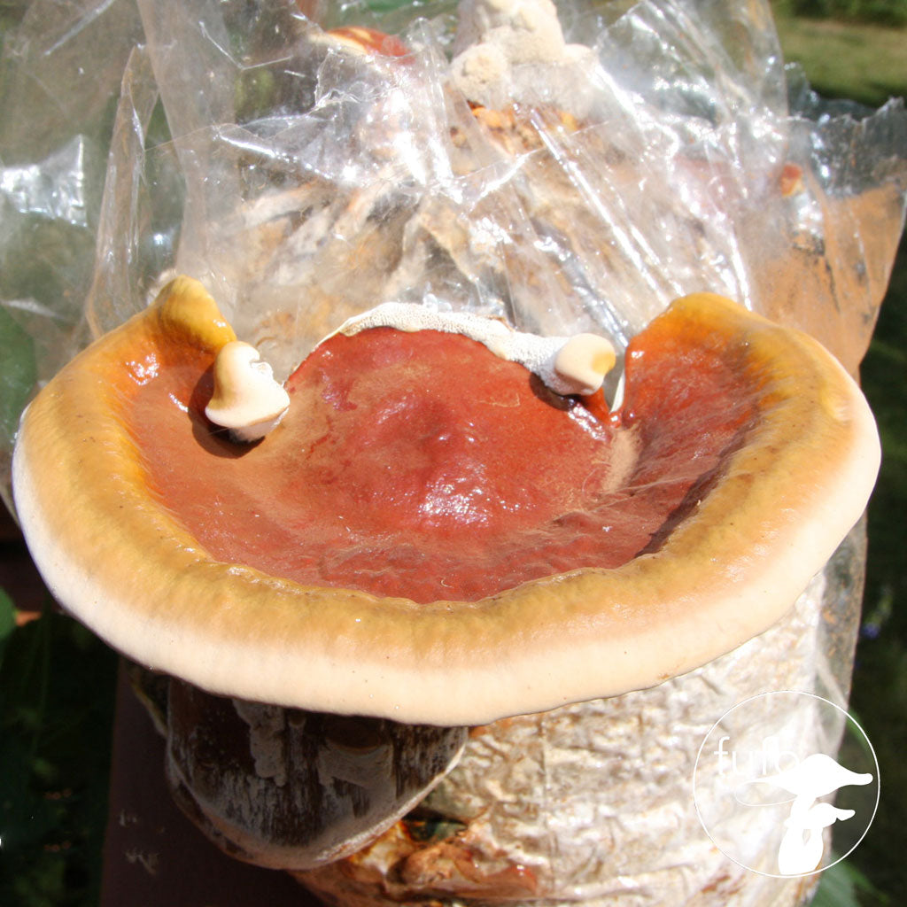 Grain Spawn - Reishi (10 x 1kg) - Plastic Bag (Wholesale)