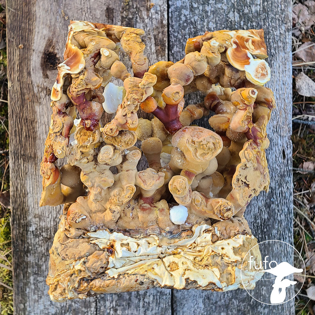 Grain Spawn - Reishi Antler (10 x 1kg) - Plastic Bag (Wholesale)