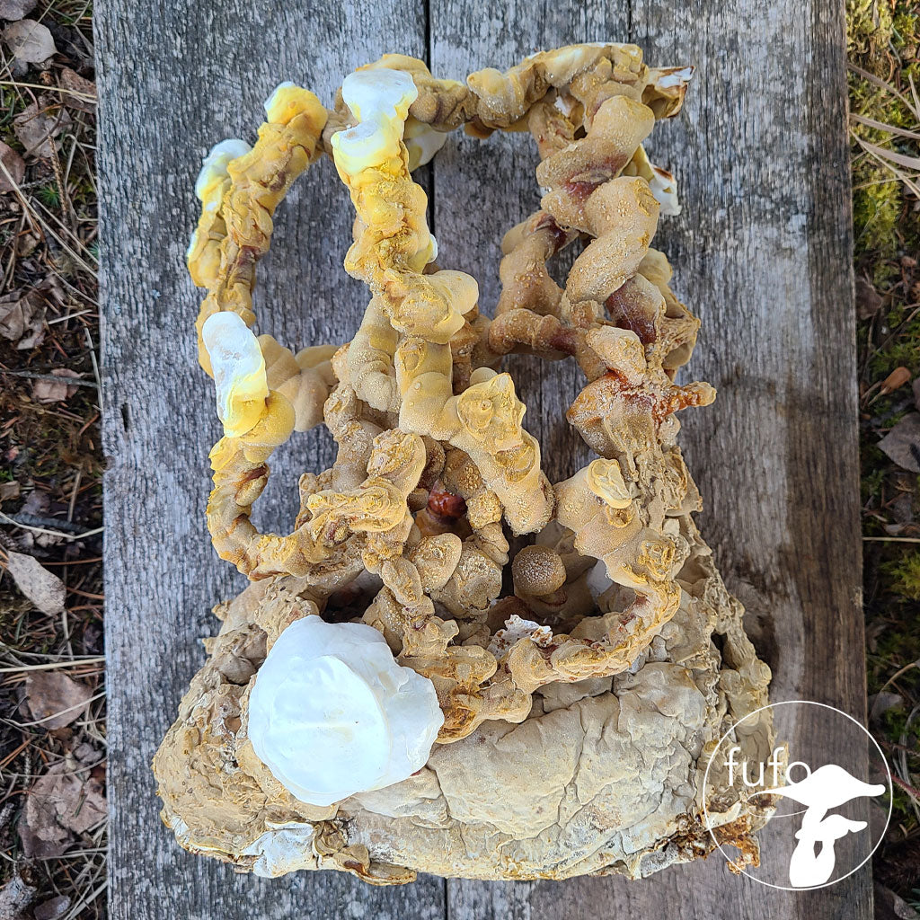 Grain Spawn - Reishi Antler (10 x 1kg) - Plastic Bag (Wholesale)