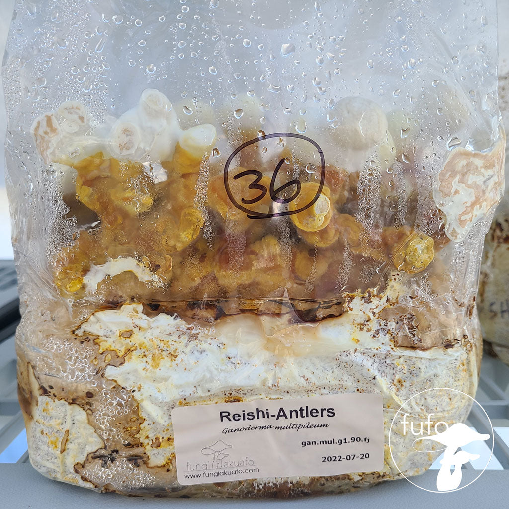 Grain Spawn - Reishi Antler (10 x 1kg) - Plastic Bag (Wholesale)