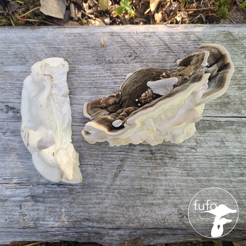 Grain Spawn - Turkey Tail (10 x 1kg) - Plastic Bag (Wholesale)