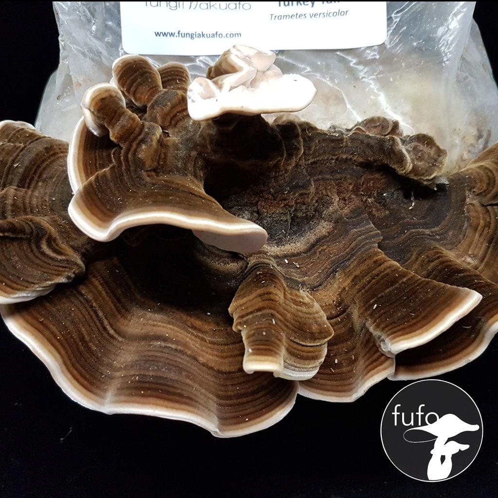 Grain Spawn - Turkey Tail (10 x 1kg) - Plastic Bag (Wholesale)
