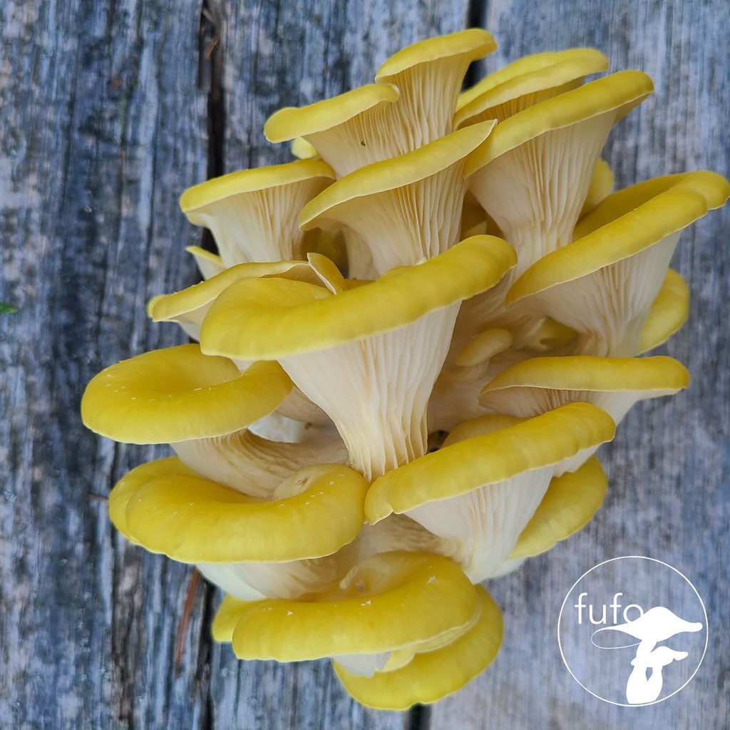 Grain Spawn - Yellow Oyster (10 x 1kg) - Plastic Bag (Wholesale)