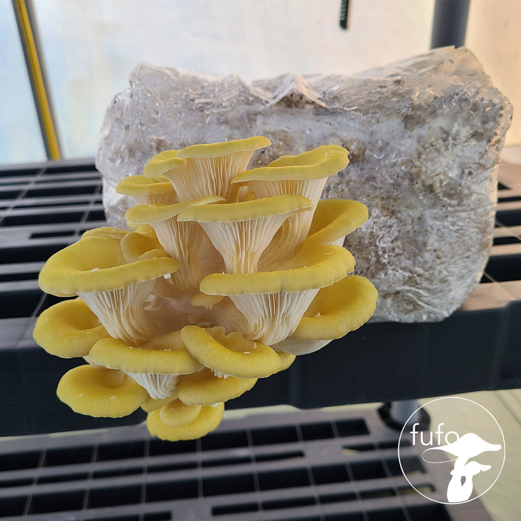 Grain Spawn - Yellow Oyster (10 x 1kg) - Plastic Bag (Wholesale)
