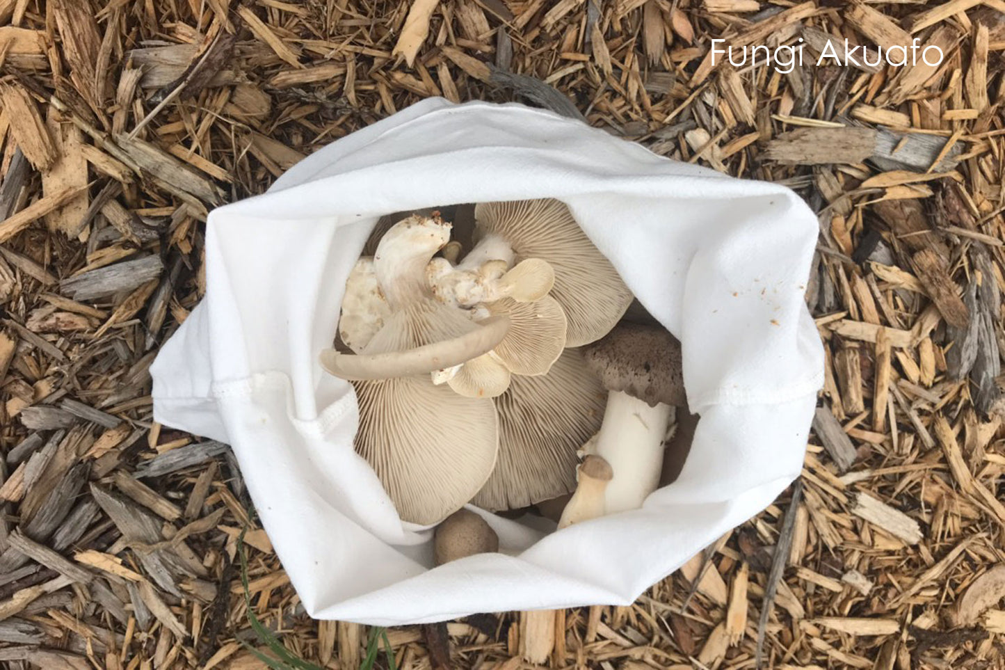 Mushroom/Produce Bag