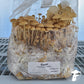 Grain Spawn - Enoki (10 x 1kg) - Plastic Bag (Wholesale)