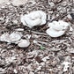 Sawdust Spawn - Pearl Oyster (~1.5kg) - Plastic Bag