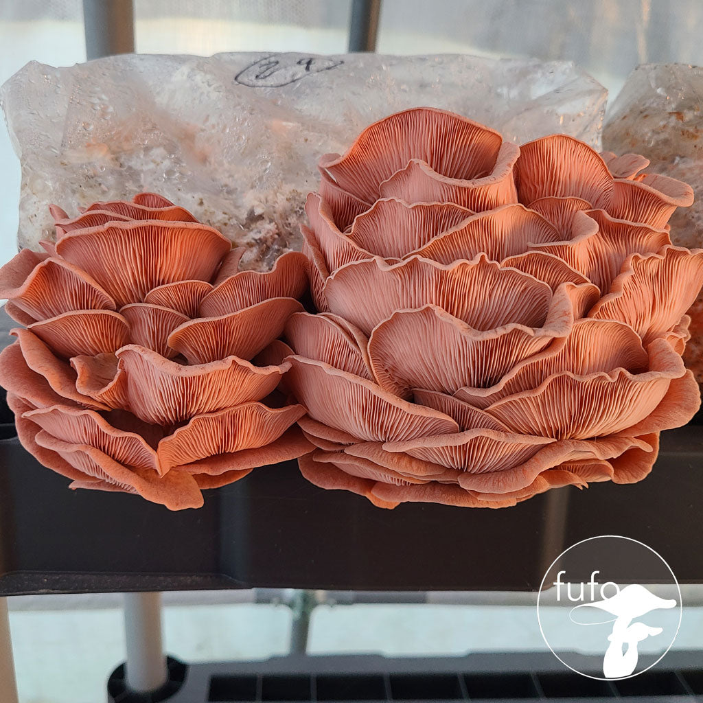 Grain Spawn - Pink Oyster (1kg) - Plastic Bag